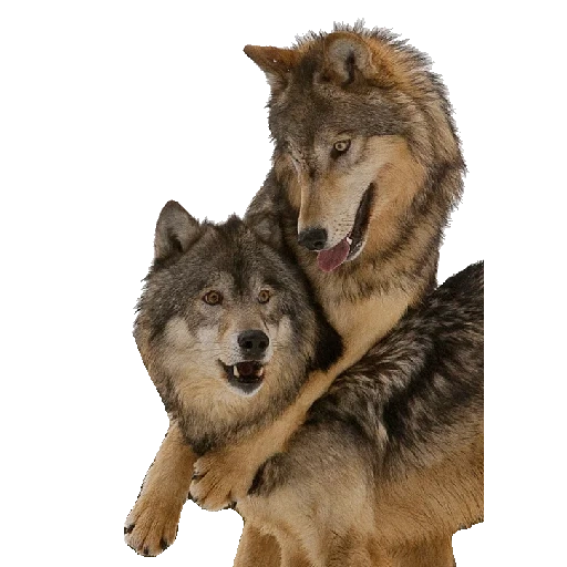 serigala serigala, serigala pasangan, serigala serigala, wolf photoshop, serigala melindungi dia wolf