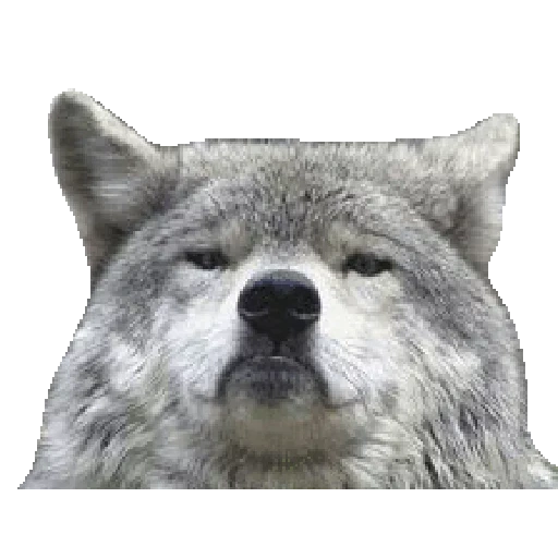 meme wolf, meme wolf, old wolf, proud wolf meme, wolf-to-wolf meme