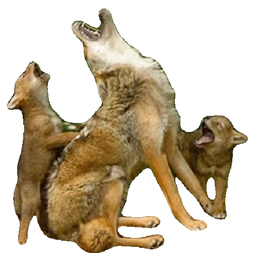 fotoclip, lächerliche tiere, wolf kojote schakal, wildlife wolf, klima figur heulender wolf 7cm