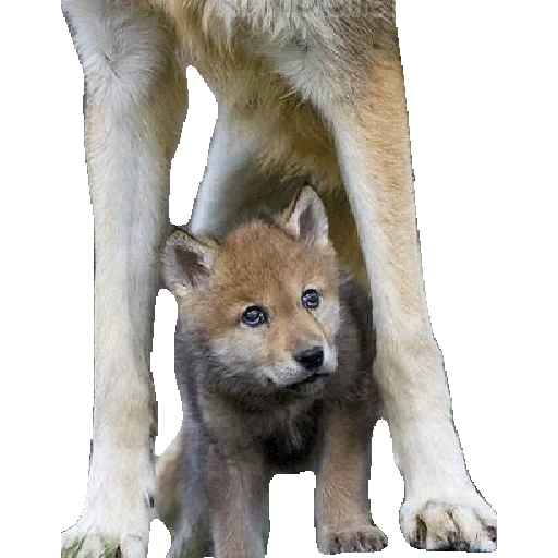 cani akita, lupo cucciolo, lupo piccolo, lupo piccolo, chiba akita dog