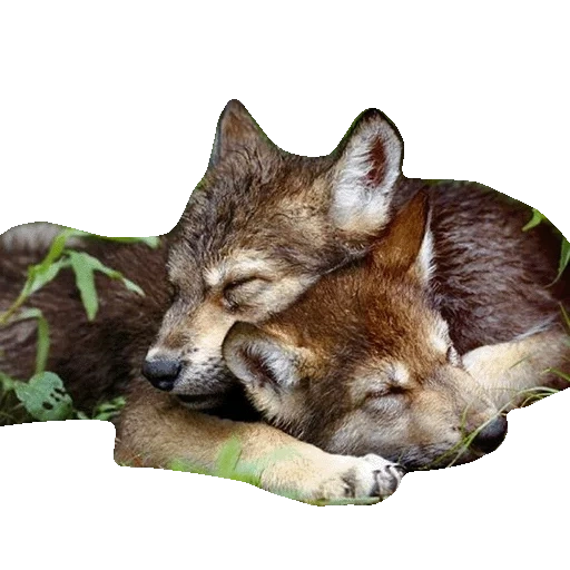 wolf, little wolf, sleeping animal, pack of wolves, good night everybody