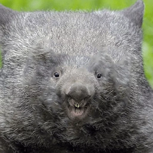 wombat, vombat leah, wombat willie, vombat kecil, australian vombat