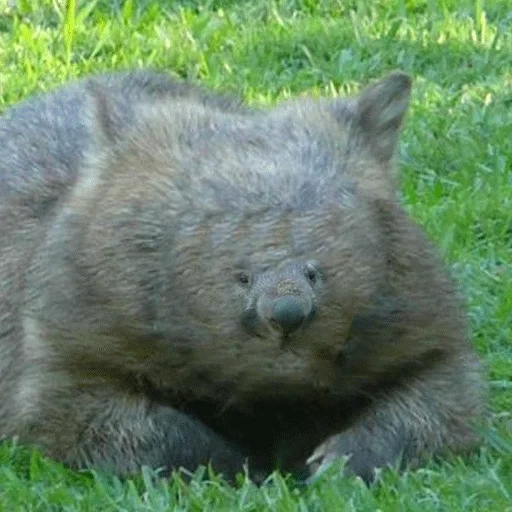 donna, domanda papà, vombat animale, piccolo vombat, animali dell'australia vombat