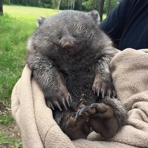wombat, vombata ass, bombata cub, kleines vombat, wombat baddachs