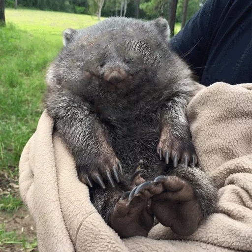 donna, vombata ass, bombata cub, piccolo vombat, wombat marsupial badger