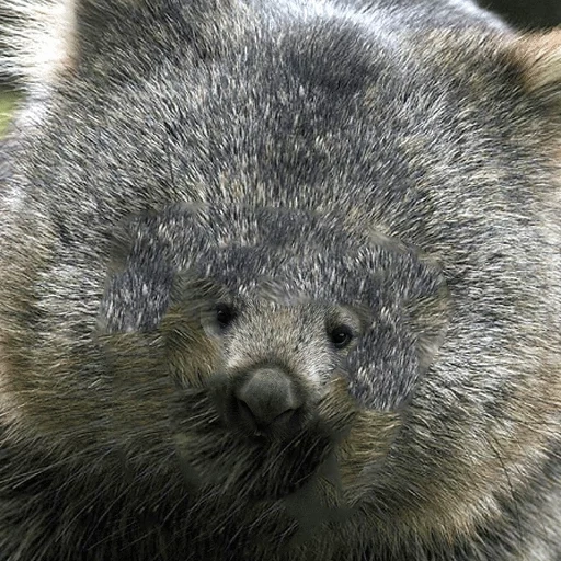wombat, wombat leah, wombat de batian, endémique de wombat, wombat animal