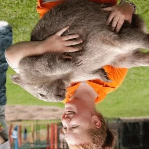 wombat, wombat, wombat, wombat australie, wombat animal australien