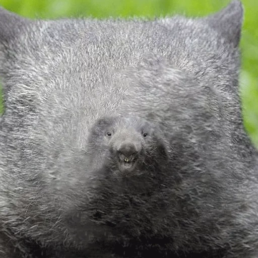 donna, wombat baby, vombat albino, animale del wombat, piccolo vombat