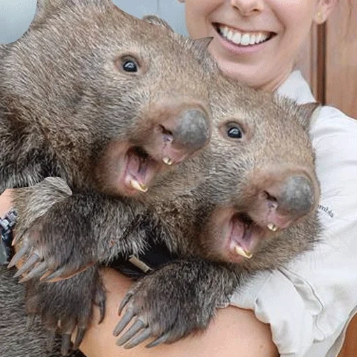 wombat, vombat leah, pai wombat, animal vombat, pequeno vombat