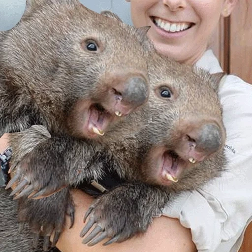 wombat, vombat leah, ayah wombat, vombat hewan, vombat kecil