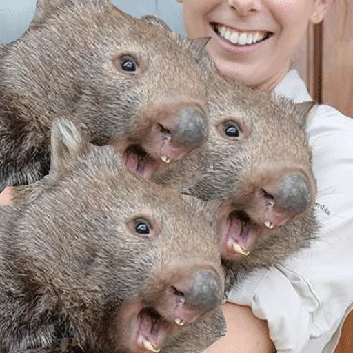 wombat, patrick the wombat, wombat, tasmanian devil, australian hamster wombat