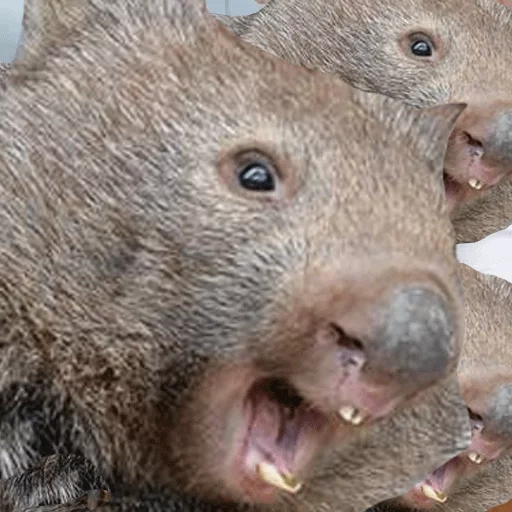 wombat, animal vombat, pequeno vombat, texugo marsupial wombat, wombat de hamster australiano