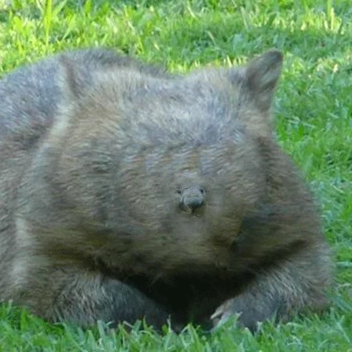 wombat, nez de wombat, poteau wombat, wombat animal, wombat à poils longs du nord