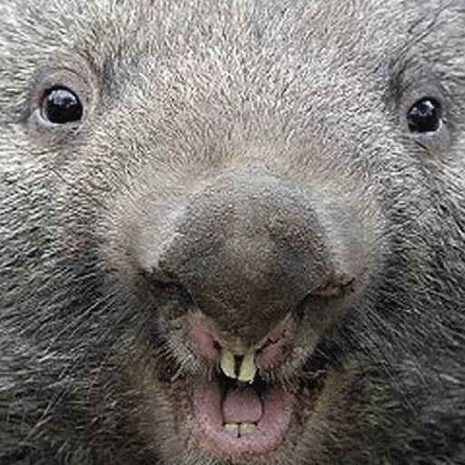 wombat, wombat, wombat willie, wombat patrick, wombat