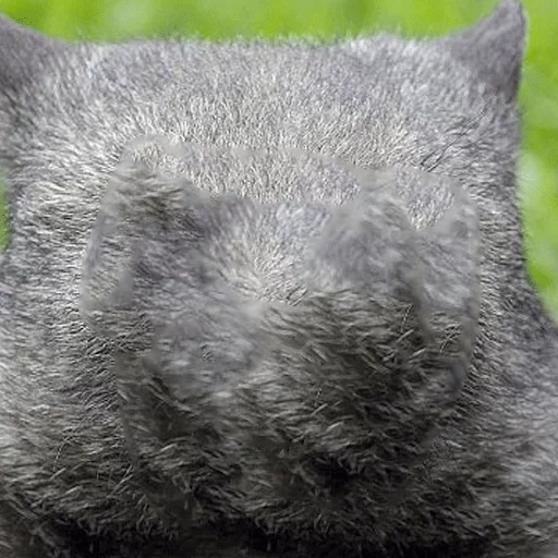 gato, gato, gato cinza, o gato é cinza, animais de estimação