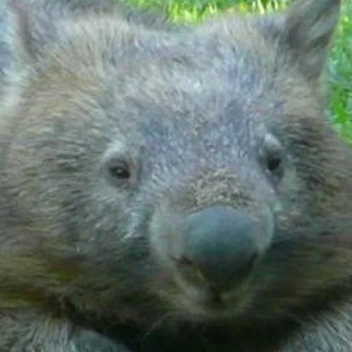 wombat, wombat divertido, animal wombat, wombat de hámster australiano, north wombat largo