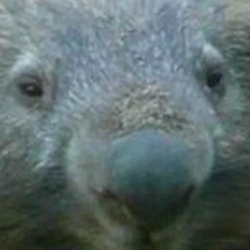 wombat, kiso vombat, wombat willie, vombat hewan, vombat kecil