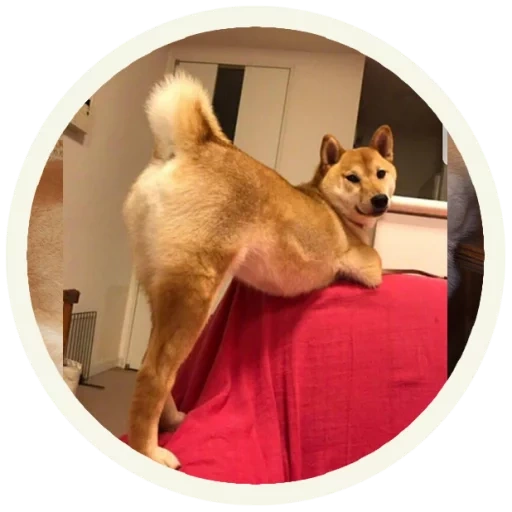 siba inu, shiba inu, shiba inu, siba inu meme, siba is a breed