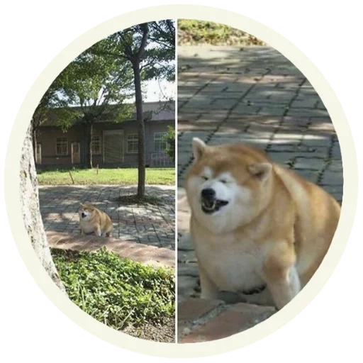 inu, akita, akita inu, il cane è fiasco, cani shiba inu grasso
