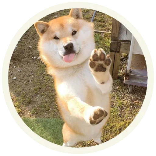 akita, anjing kayu bakar, anjing akita, akita shiba dog, anjing chiba akita