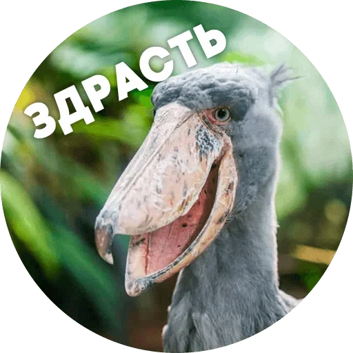 kitolav, kitelov bird, serbatoi di claus, watsap testardo, kitolvav royal see