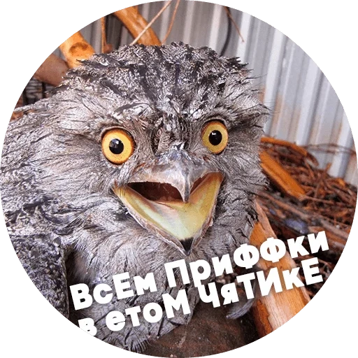 oiseaux, oiseau non fort, tawny frogmouth