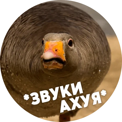 goose, i'm a goose, stubborn, fat goose, fat goose