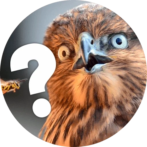 owl, stubborn, bird kryun, a surprised bird