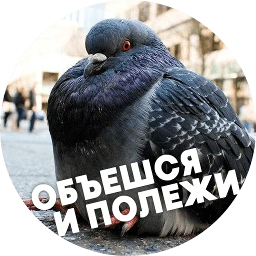 pigeon, oiseau pigeon, igor le pigeon, les pigeons sont drôles, gros pigeon