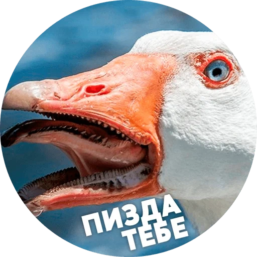 goose, meme goose, evil goose, a terrible goose
