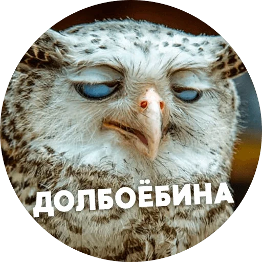 owl meme, humans by owls, funny owls