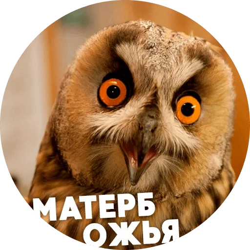 owl, owl owl, owl shock, funny owls