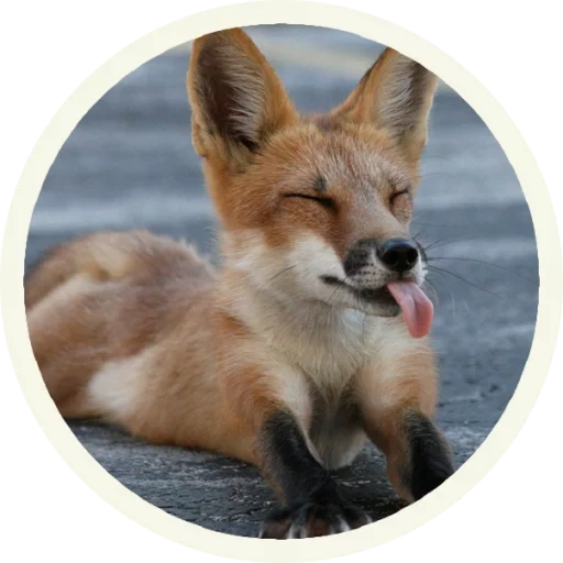 volpe, fox fox, lisonka fox, liska fox fox