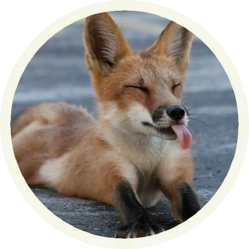 fox, renard renard, fox, renard renard