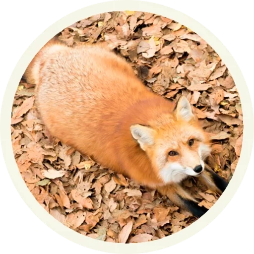 fox, renard renard, fox, le renard affamé