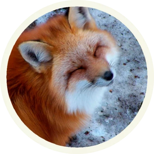 the fox, der fuchs der fuchs, lisa albeta, the red fox