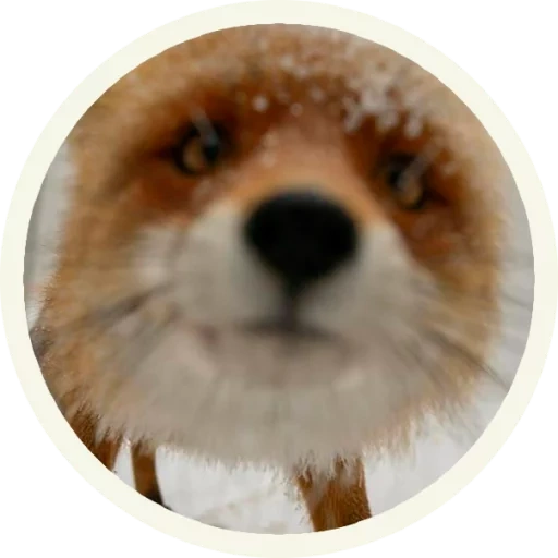 fox, nariz de raposa, fox fox, rosto de raposa, rosto de raposa