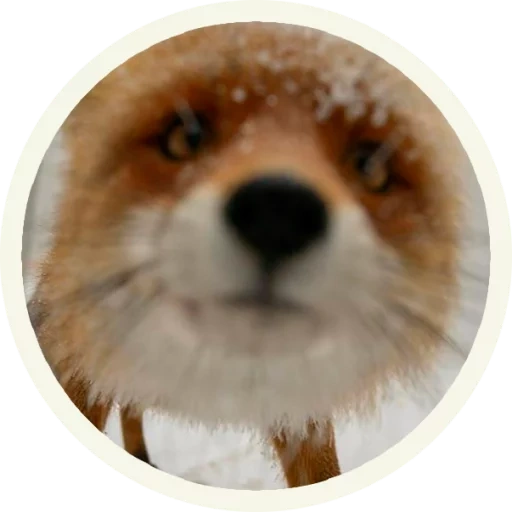 fox, nez de renard, renard renard, face de renard, face de renard