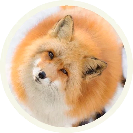 fox, fox, fox fox, fox fox, raposa redonda