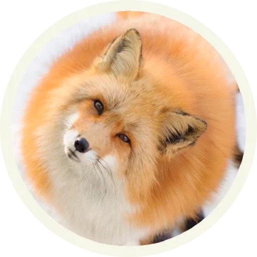 fox, fox, renard renard, renard renard, renard rond