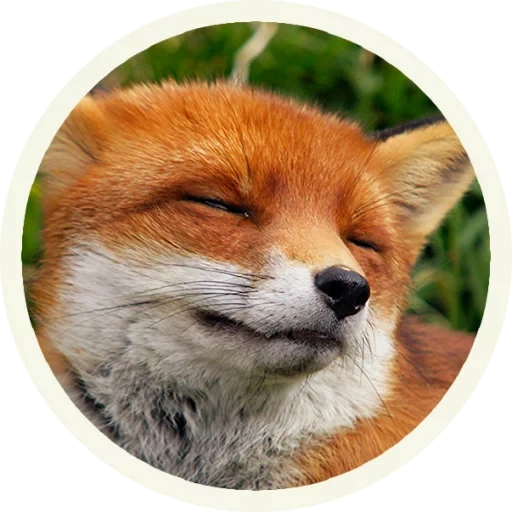 the fox, the fox's face