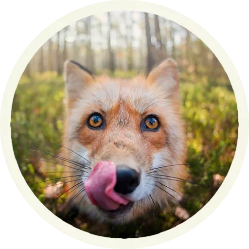 fox, rosto de raposa, rosto de raposa, lente de raposa