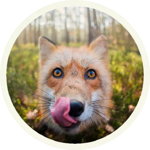 fox, face de renard, face de renard, plan de renard