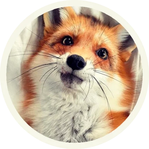 fox, fox fox, raposa fofa, raposa fofa, fox fyr fyr
