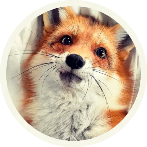 the fox, der fuchs der fuchs, der süße fuchs, der süße fuchs, der fuchs fyr fyr