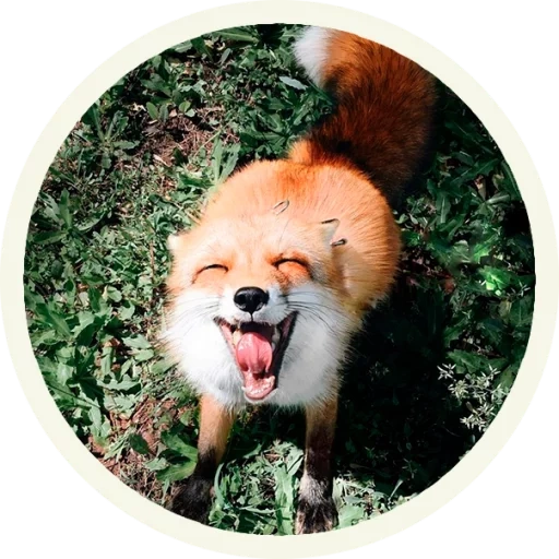 the fox, red fox, der fuchs lächelt, the round fox, happy fox juniper