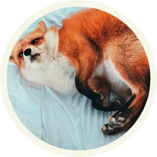 the fox, die meme, the fox, red fox