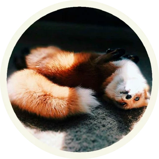 fox, panda rouge, panda rouge, l'animal le plus mignon