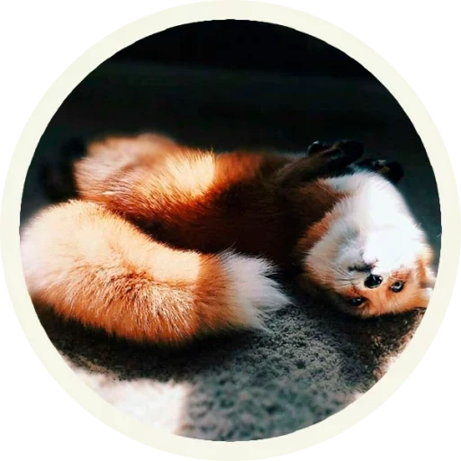 fox, panda, panda, o animal mais adorável