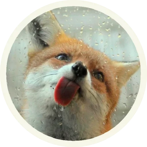 fox, renard renard, mignon renard, le renard est rusé, fun fox